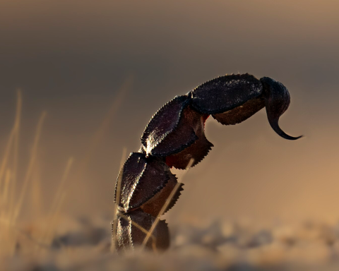 In 64 hours, Claude designed proteins that grip scorpion neurotoxins