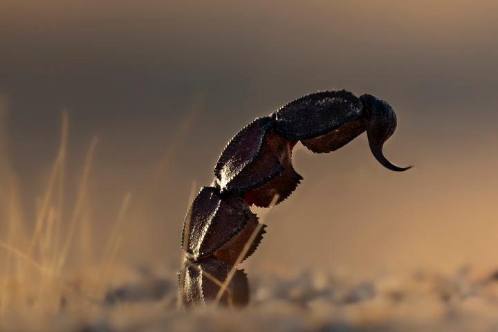 In 64 hours, Claude designed proteins that grip scorpion neurotoxins