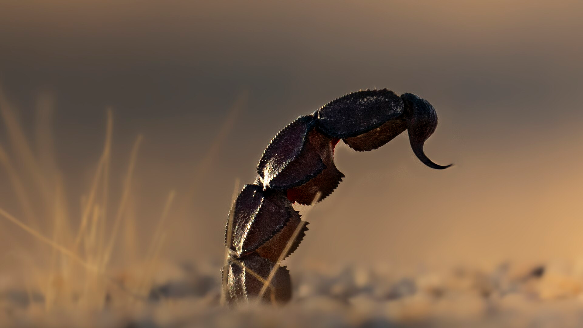 In 64 hours, Claude designed proteins that grip scorpion neurotoxins