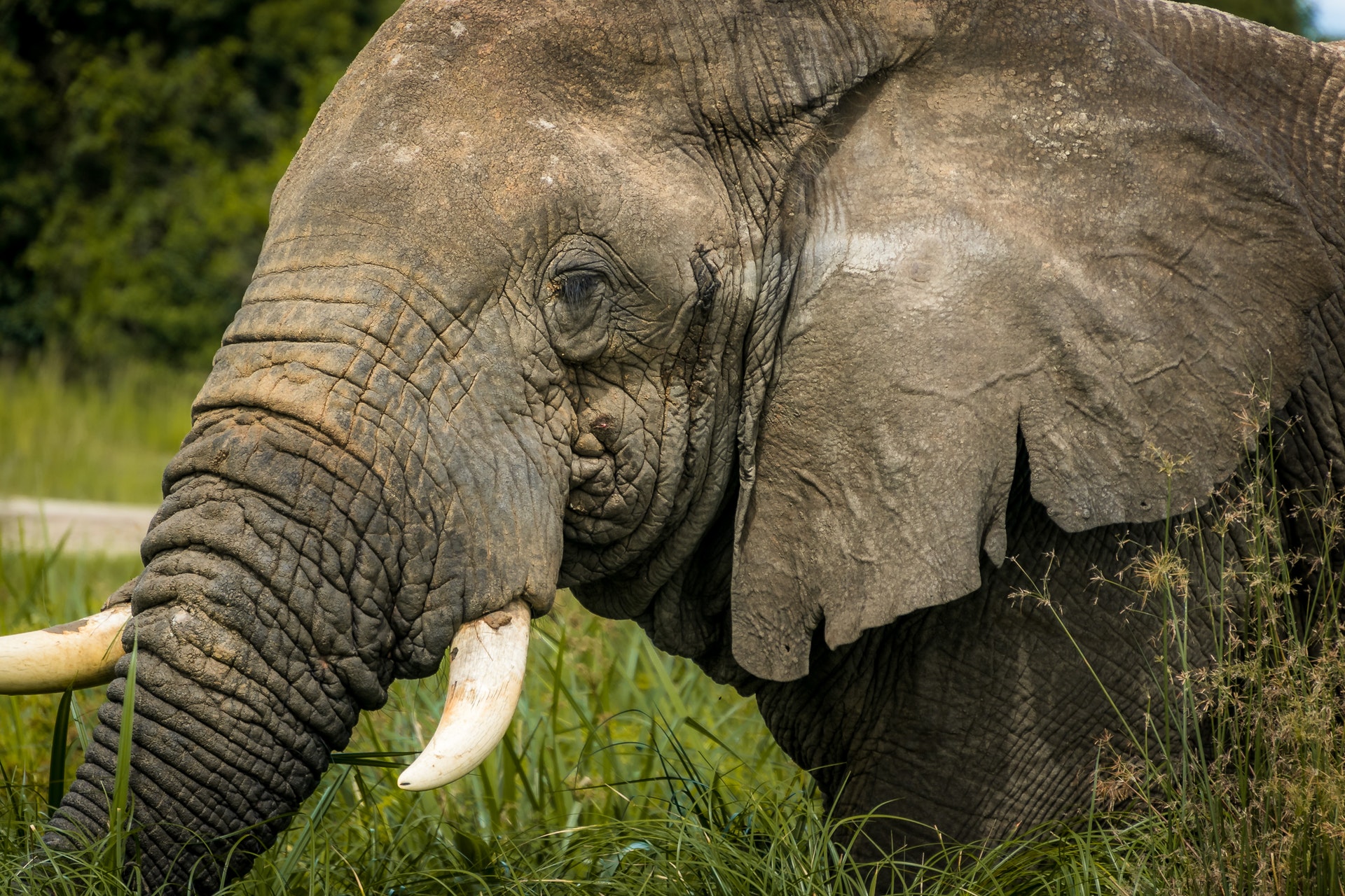 مطالبات بإيداع فيلة خارقة محمية أفيال بالولايات المتحدة