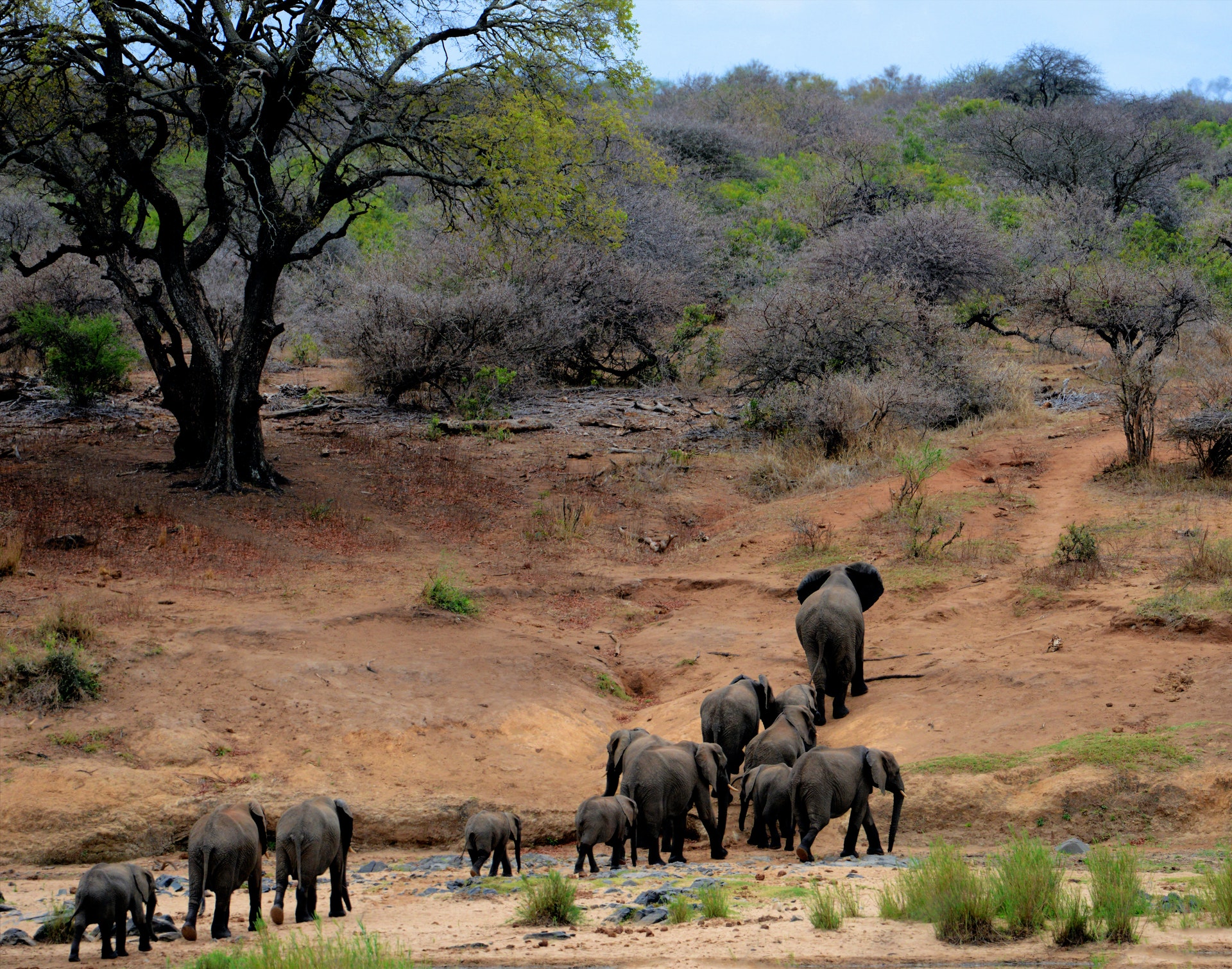 مطالبات بإيداع فيلة خارقة محمية أفيال بالولايات المتحدة