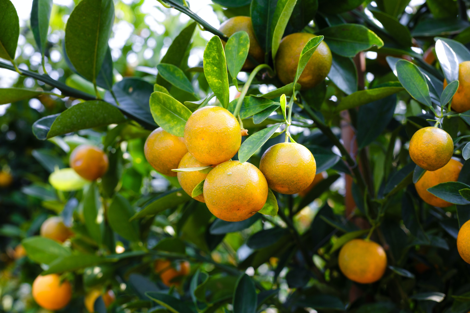 تناول قشور البرتقال فهي غنية بالعديد من العناصر الغذائية