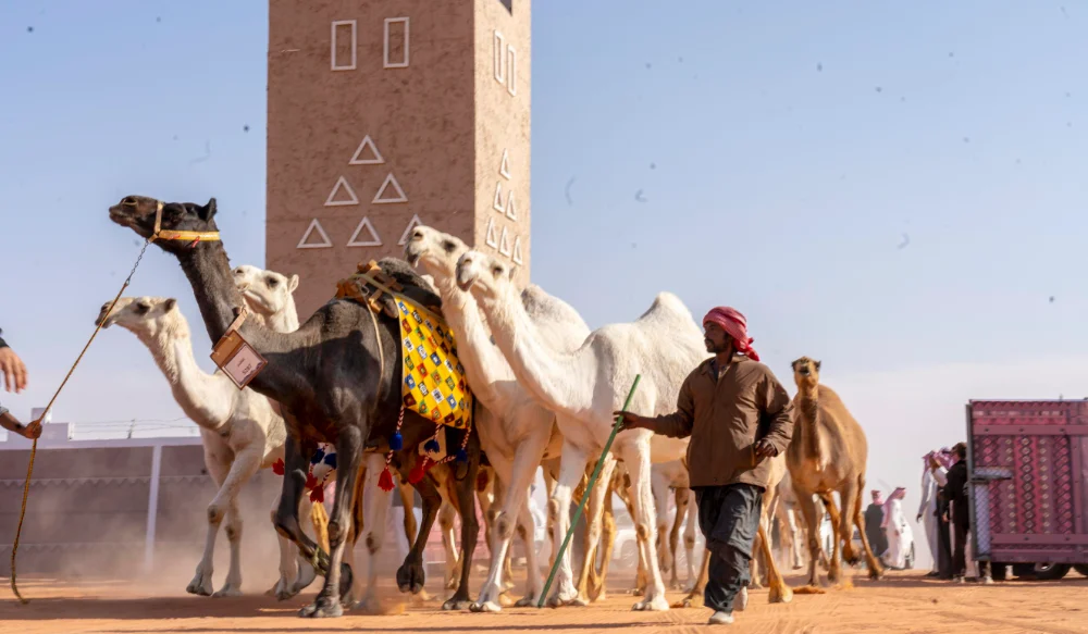 جماليات الإبل الفائزة في مسابقات الجمال