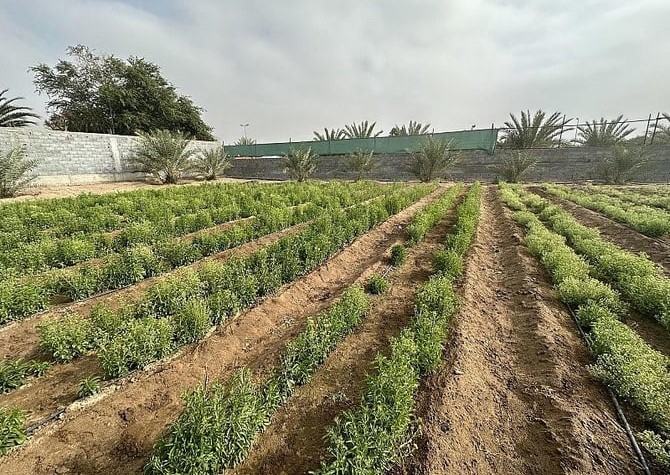 الاستثمار في نبات الستيفيا لتعزيز إنتاج الغذاء الصحي