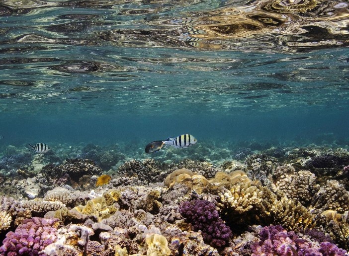 توظيف الذكاء الاصطناعي للحفاظ على الحياة البحرية في البحر الأحمر
