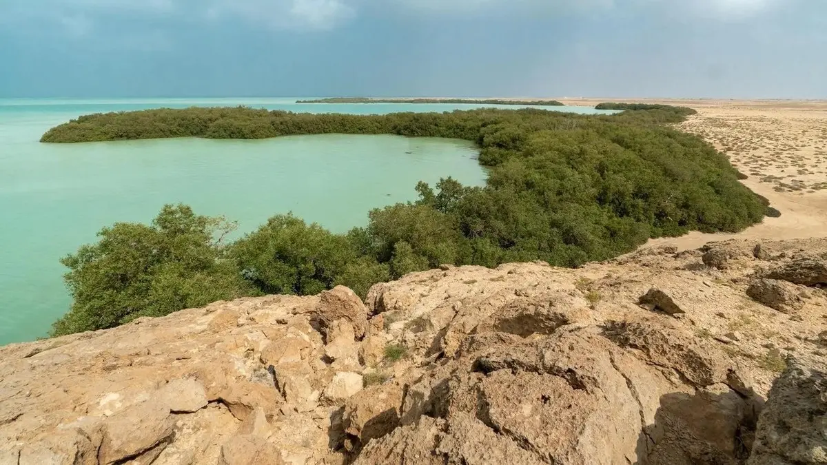 زراعة 100 مليون شجرة منغروف على طول سواحل المملكة