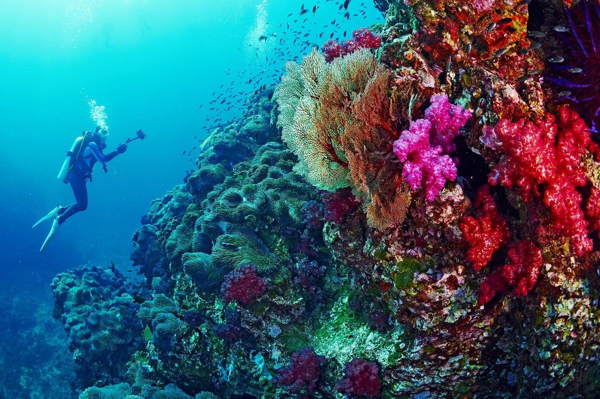 شركة Red Sea Global وشركة  Warner Brosتطلقان فيلمًا وثائقيًا عن الشعاب المرجانية