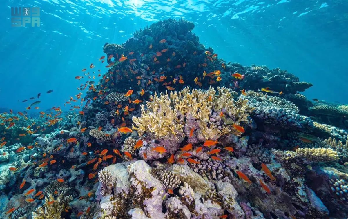 مبادرة كاوست ونيوم لإحياء الشعاب المرجانية في العالم