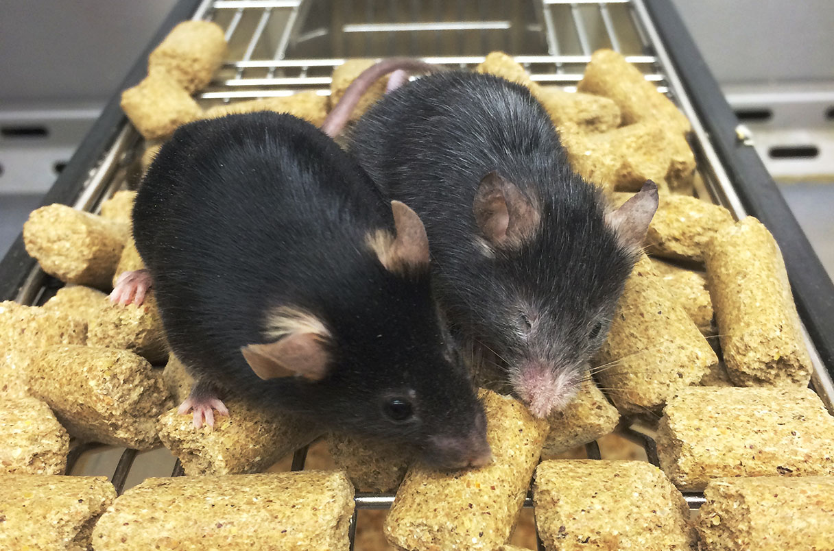 علماء يعكسون عملية الشيخوخة في الفئران لأول مرة