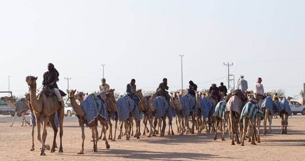 انطلاق مهرجان الهجن في الطائف بجوائز 56 مليون ريال تحت رعاية سمو ولي العهد