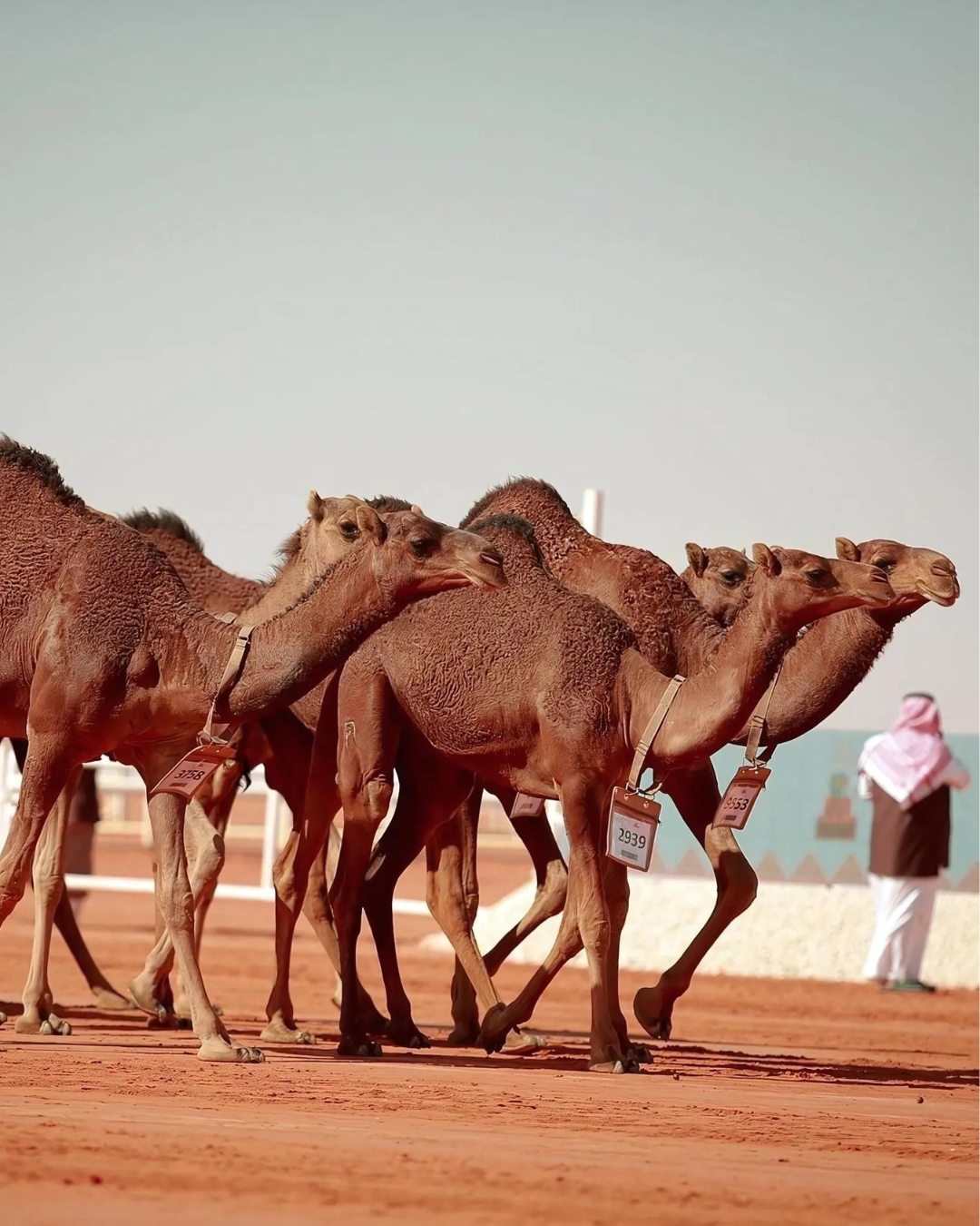 غازي الذيابي يحصد المركز الأول ويشعل حماس الجماهير باحتفاله المميز