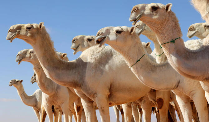 انطلاق مزاد الإبل في القَيد بحائل وسط حضور جماهيري ومشاركات نوعية
