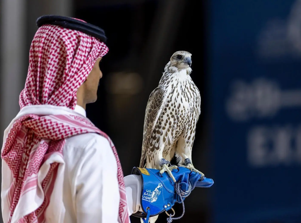 مزاد الرياض يستقطب طيورًا منغولية نادرة في عرض استثنائي لهواة الصقور