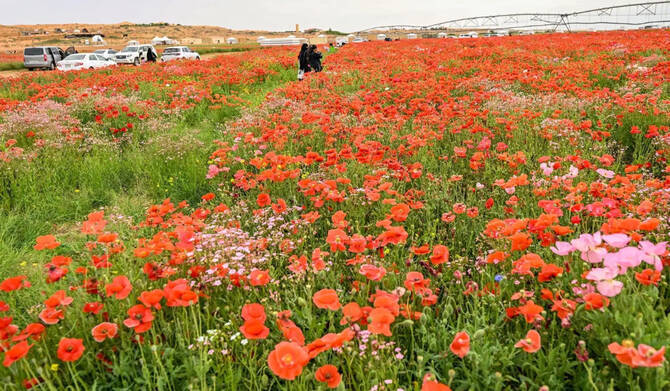 المملكة تطلق مبادرة لتخزين البذور بهدف تحسين الغطاء النباتي على مدار العام