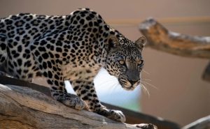 المملكة تحتفي باليوم العالمي للنمر العربي.. العُلا تقود رحلة الأمل