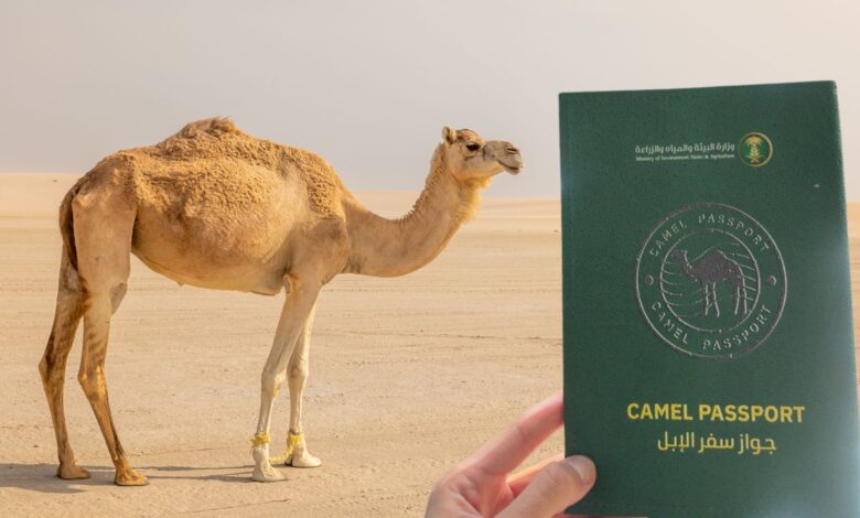 المملكة تُطلق “جواز سفر الإبل” — نظام رقمي لتوثيق ملكية ملايين الإبل وتتبع تجارتها