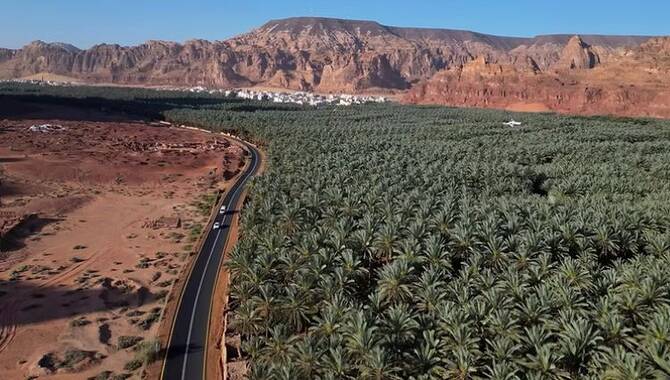 العلا تعزز مكانتها الزراعية بزراعة أكثر من 4 ملايين شجرة نخيل لدعم سوق التمور