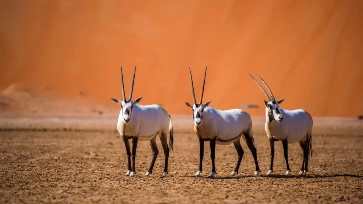 المركز الوطني لتنمية الحياة الفطرية يحتفي باليوم العالمي للحياة البرية